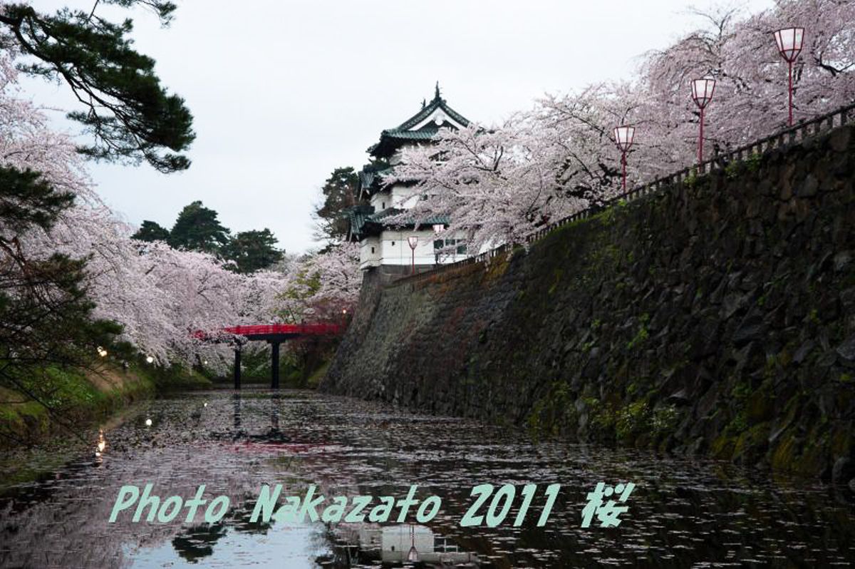 弘前城の桜